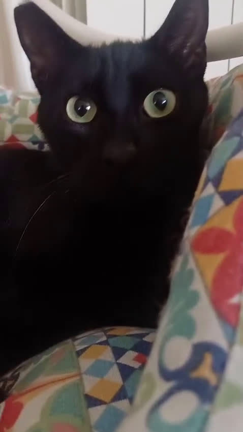 Europeo gatti in regalo: OTELLO GATTINO DOLCISSIMO a Città metropolitana di Roma Capitale - Video 1