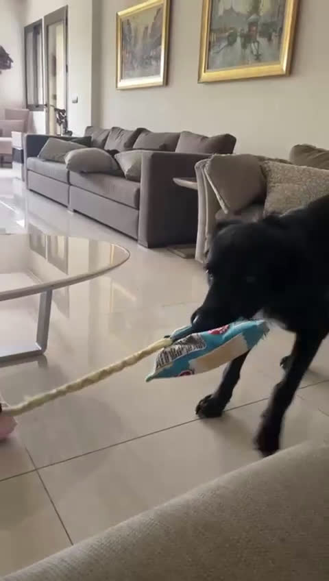 Meticcio cani in regalo: Blackie, Simil Flat Coat Retriever - Video 3