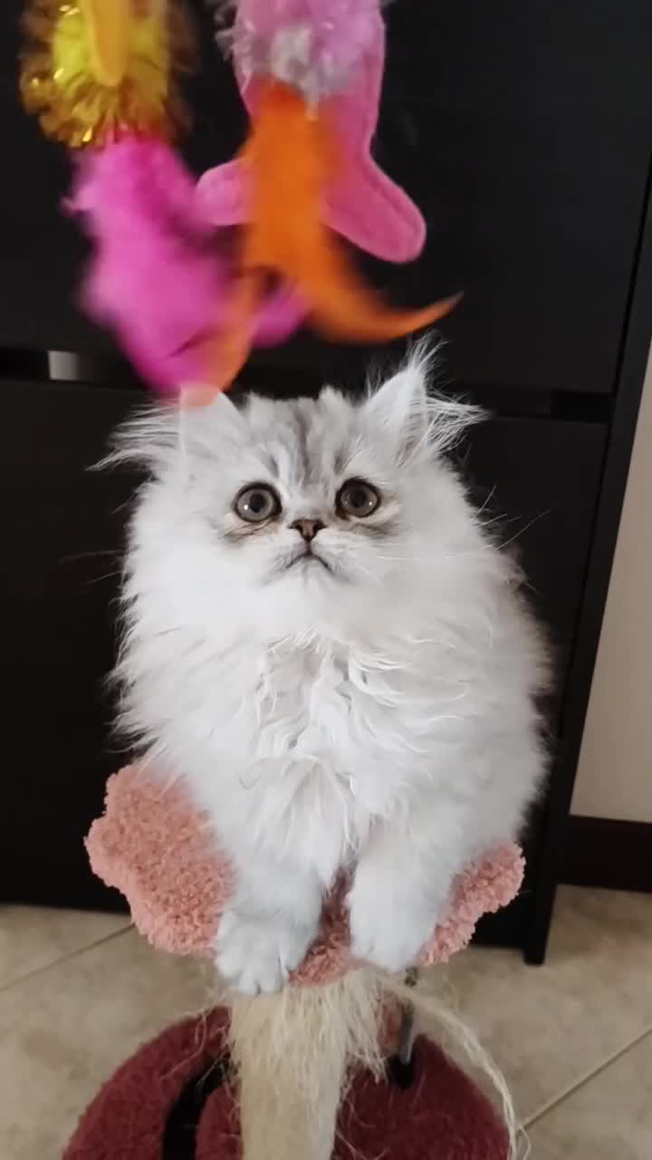 Persiano gatti in vendita: Cucciola persiana Chinchilla  - Video 1