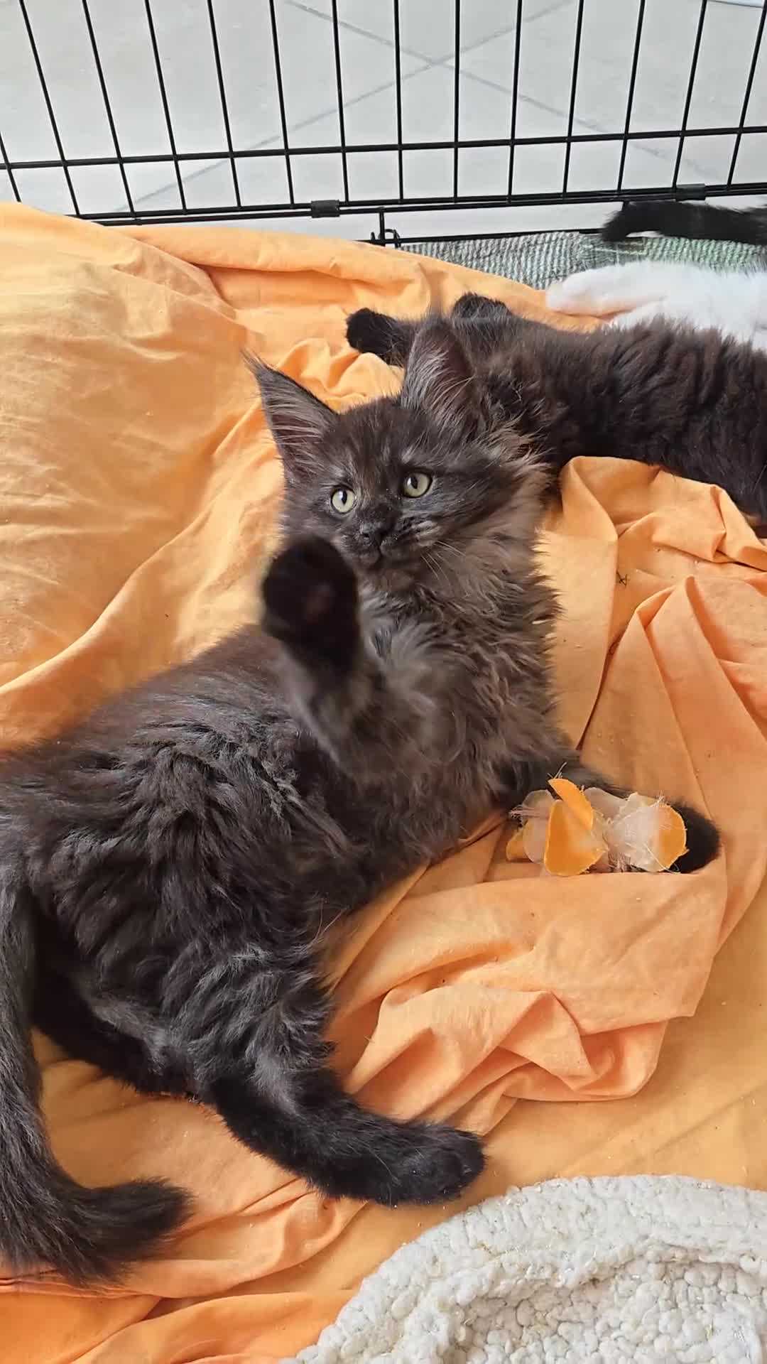 Maine Coon gatti in vendita: Maine coon black  maschio xl - Video 2