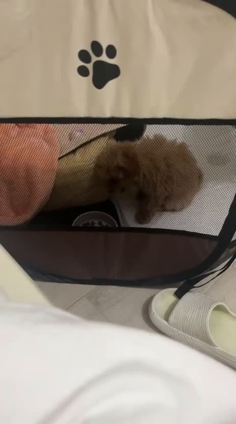 Barboncino Toy cani in vendita: Barboncino Toy  - Video 1