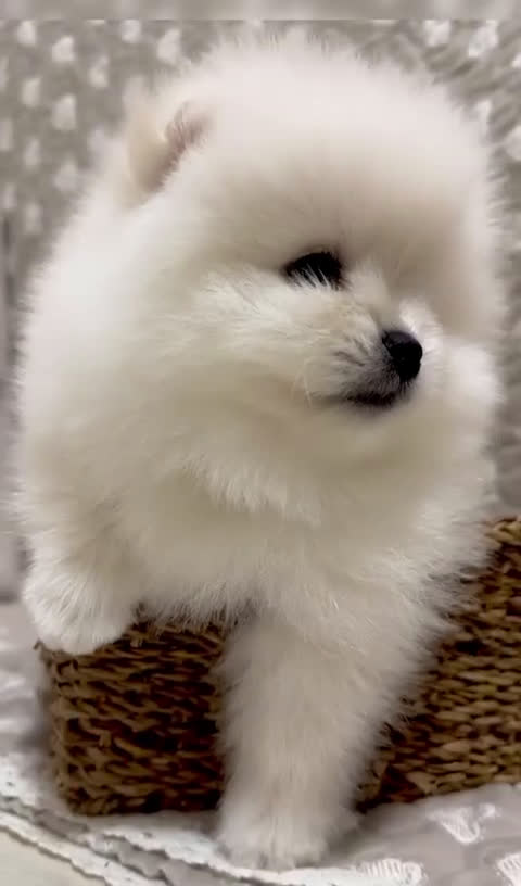 Volpino Pomerania cani in vendita: Pomerania Toy - Video 1
