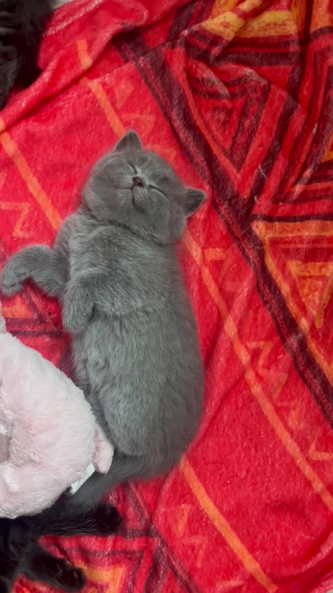 Scottish gatti in vendita: Cucciola Scottish Straight  - Video 1
