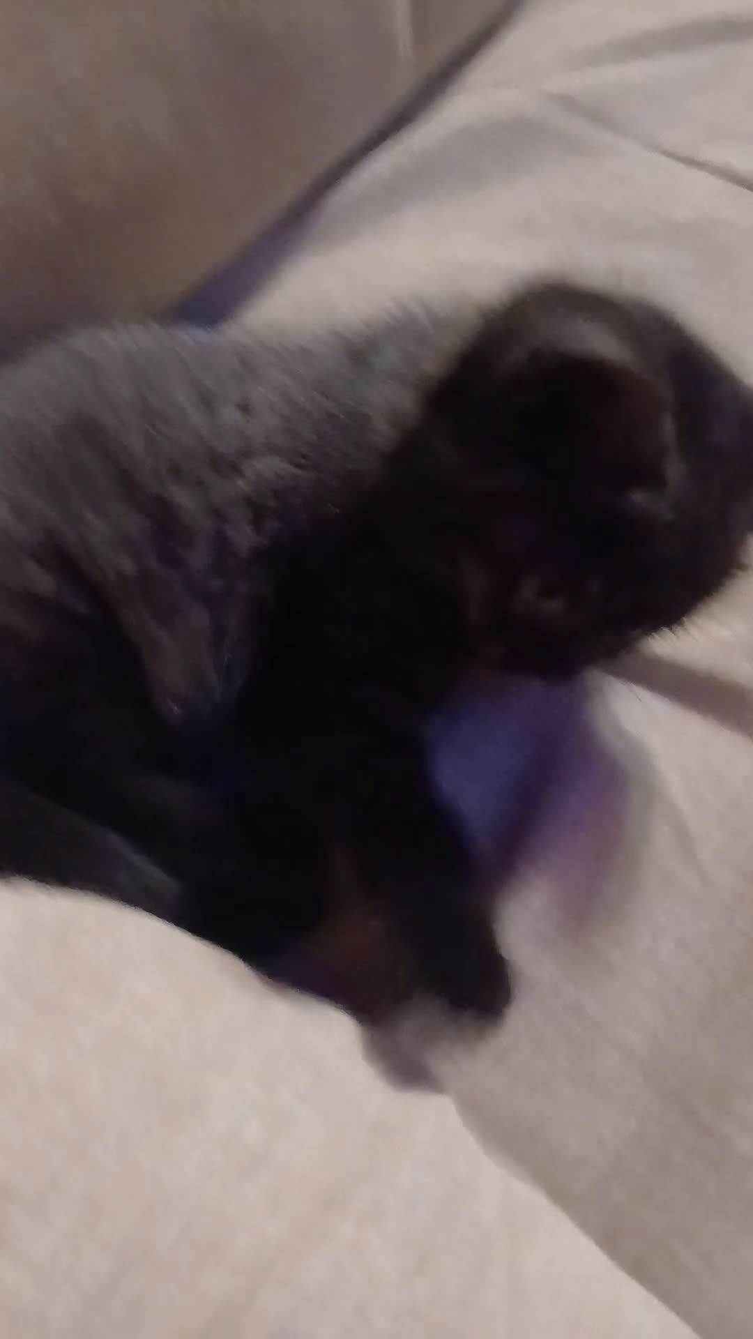 Scottish gatti in vendita: Cucciolo scottish straight  - Video 1