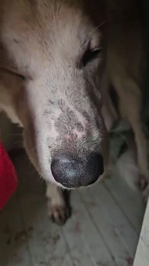 Meticcio cani in regalo: Gemma: dolce e sensibile  - Video 1