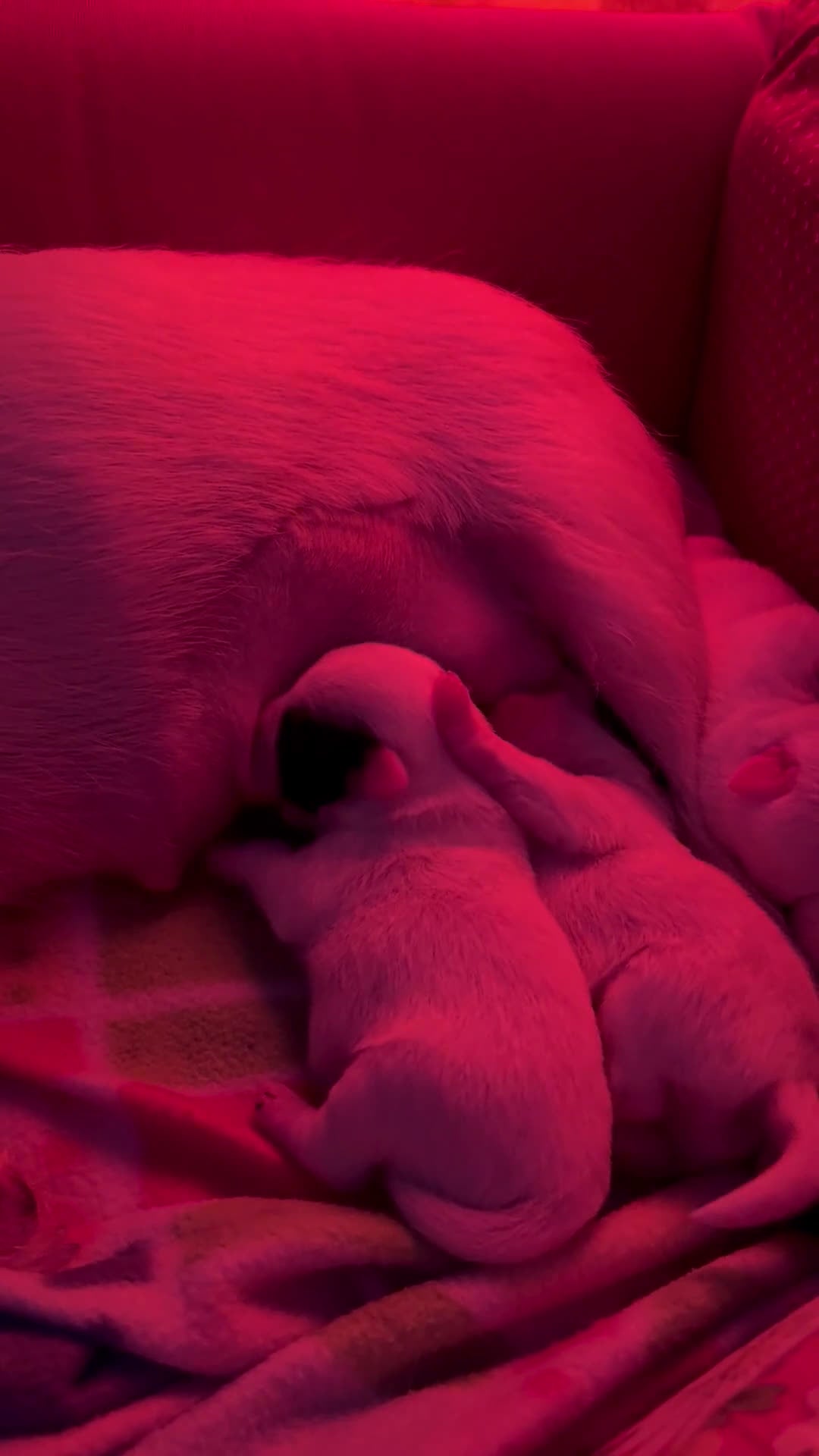 Jack Russell cani in vendita: Cuccioli di jack Russell  - Video 1