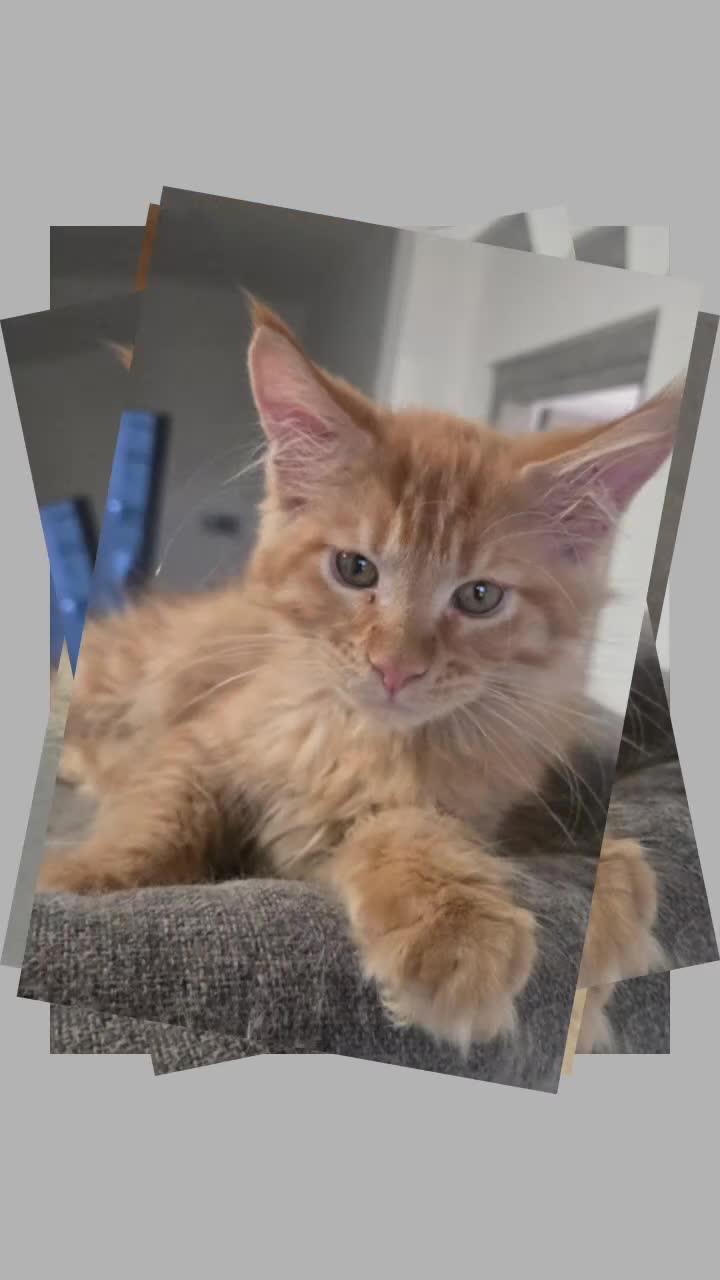 Maine Coon gatti in vendita: Maine coon red 3 mesi - Video 1
