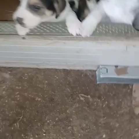 Segugio cani in regalo: SOS CLEMENTINA a Città metropolitana di Roma Capitale - Video 1