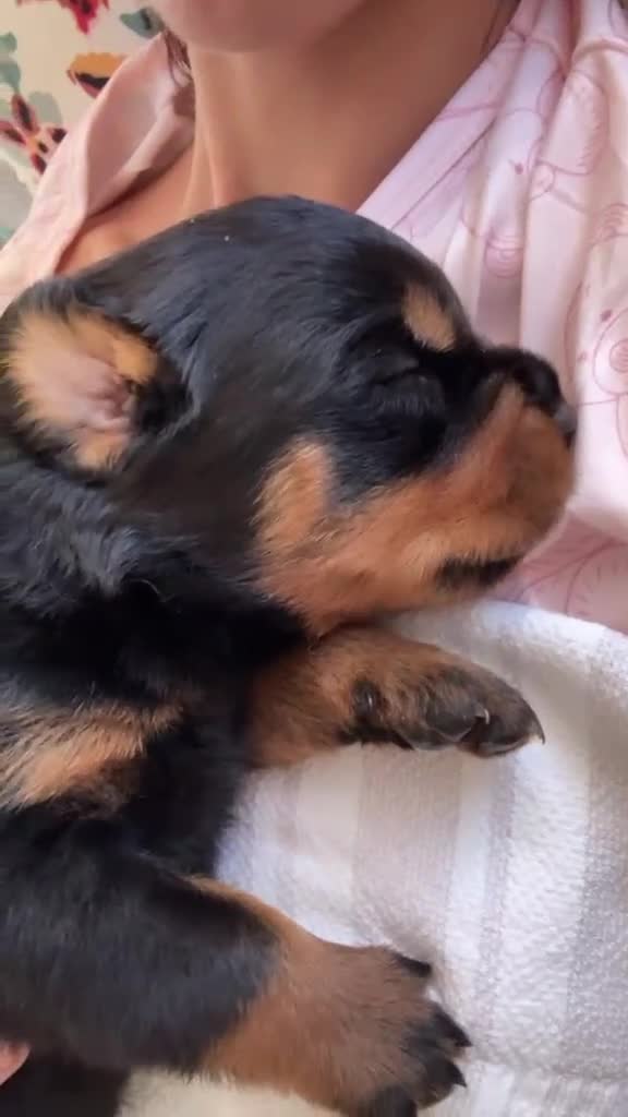 Rottweiler cani in vendita: Cuccioli rottweiler  - Video 2