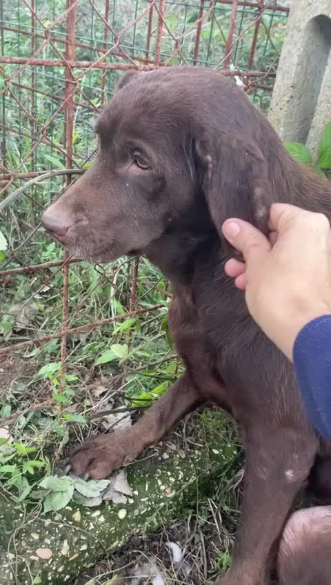Labrador cani in regalo: KUBRA stupenda labr. cieca a Città metropolitana di Milano - Video 2