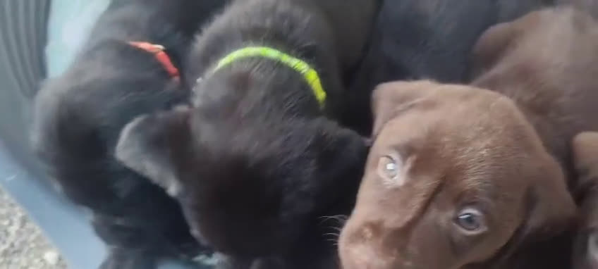 Labrador cani in vendita: Cuccioli Labrador Retriever - Video 2