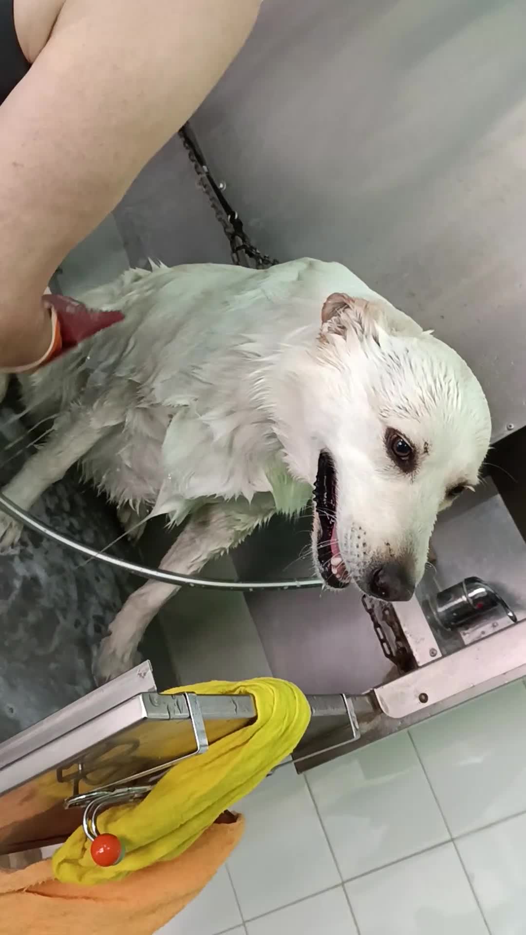 Meticcio cani in regalo: CANE METICCIO CERCA FAMIGLIA  - Video 3