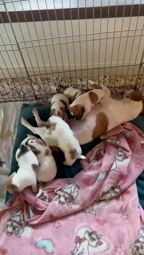 Jack Russell cani in vendita: Cuccioli Jack Russell Terrier, pelo liscio - Video 1