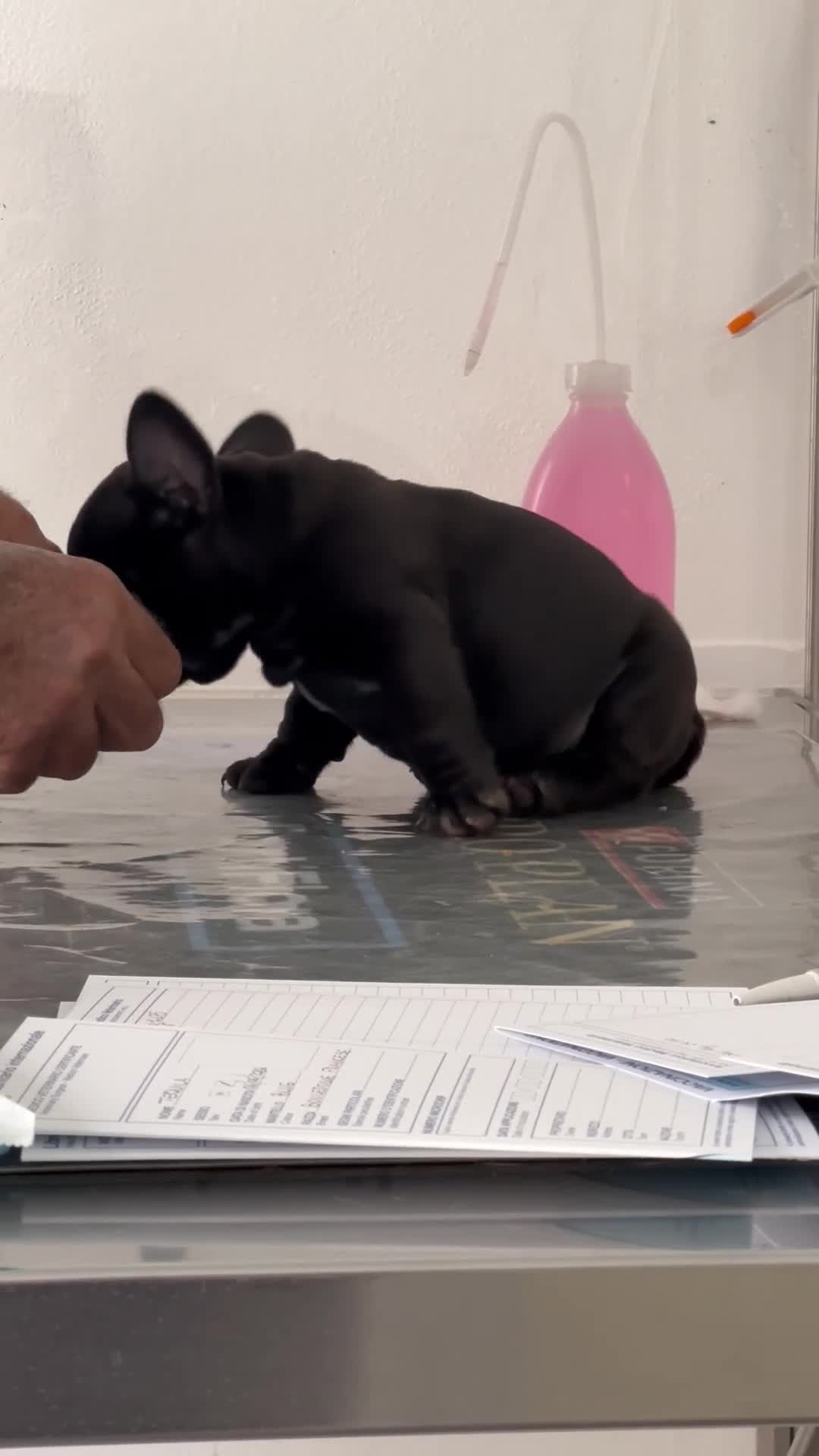 Bulldog Francese cani in vendita: Bulldog francese  - Video 3