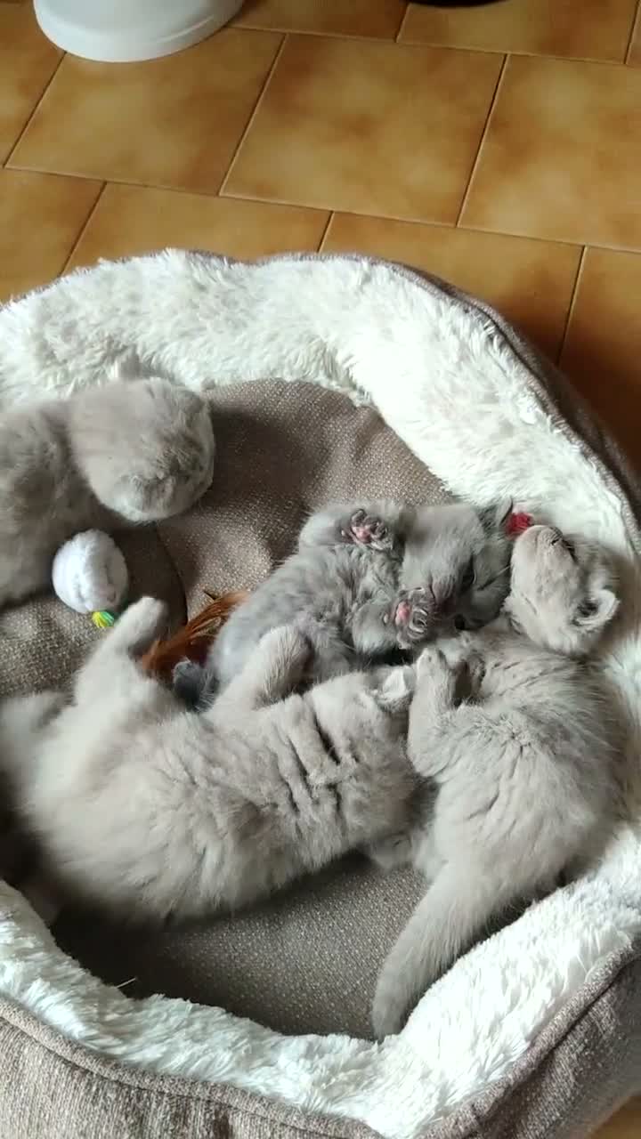 Scottish gatti in vendita: Scottish fold e straight  - Video 2