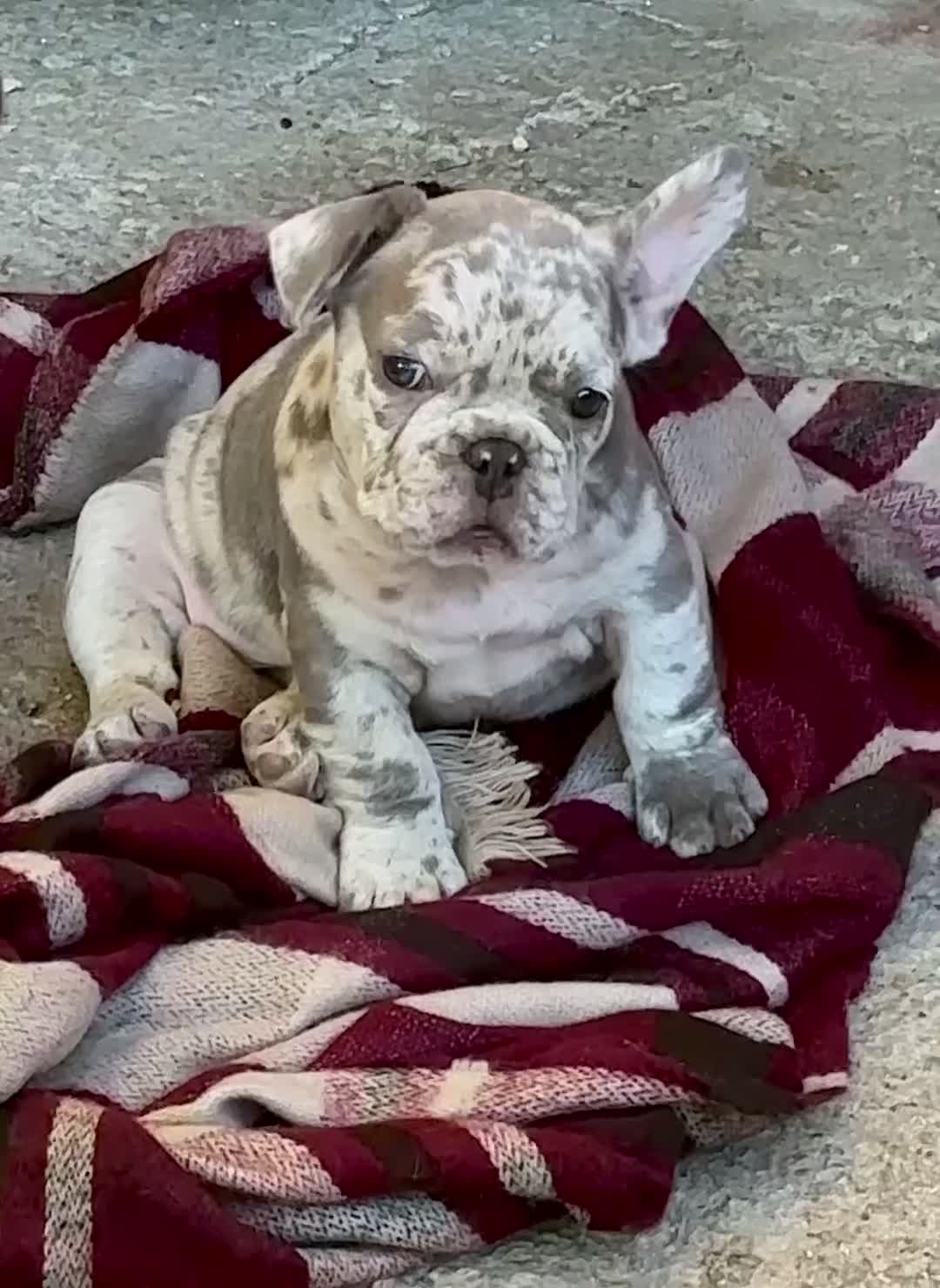 Bulldog Francese cani in vendita: Cucciola Bulldog Francese  - Video 2