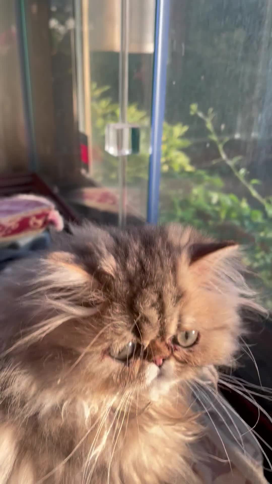 Persiano gatti in vendita: gatto persiano golden shaded  - Video 2