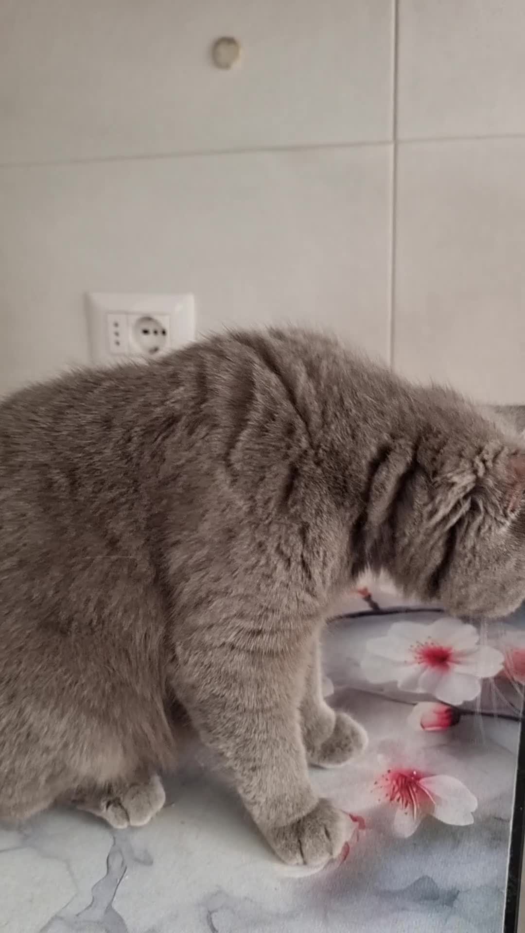 Scottish gatti in vendita: Scottish Straight Lettiera automatica in omaggio  - Video 1