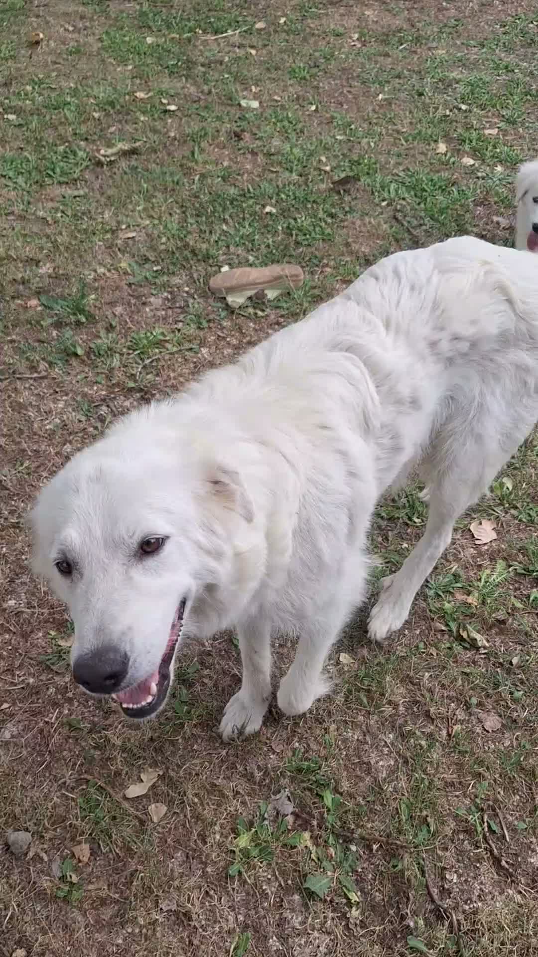 Pastore Abbruzzese Maremmano cani in vendita: Cucciolo di Pastore Maremmano-Abruzzese Maschio - Video 1