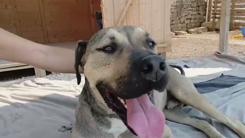 Meticcio cani in regalo: FANTASTICO BOBBY - Video 2
