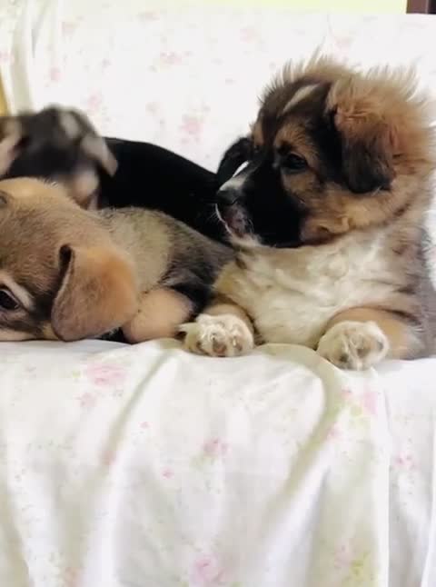 Meticcio cani in regalo: Cuccioli 3 mesi tg piccola  - Video 1