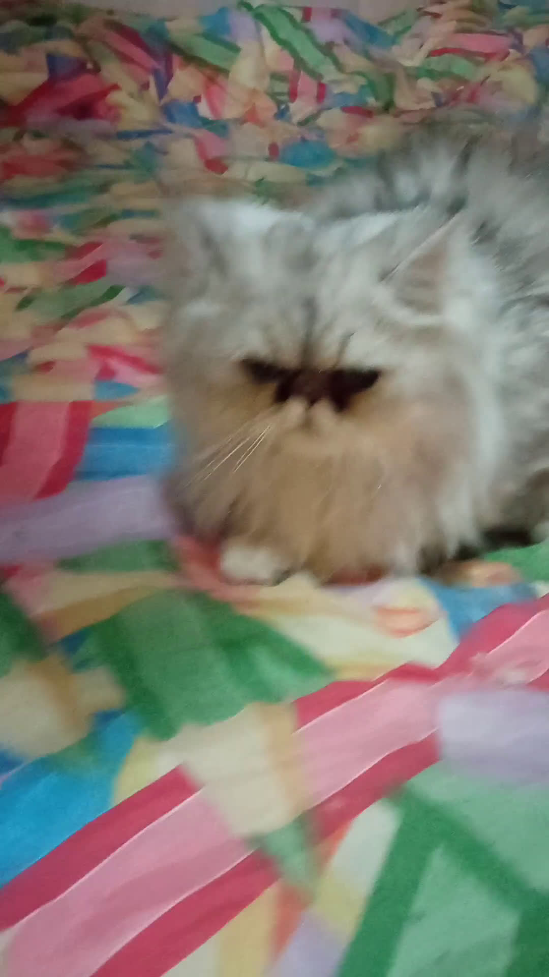 Persiano gatti in vendita: Gatto persiano chinchilla Silver argentato  - Video 1