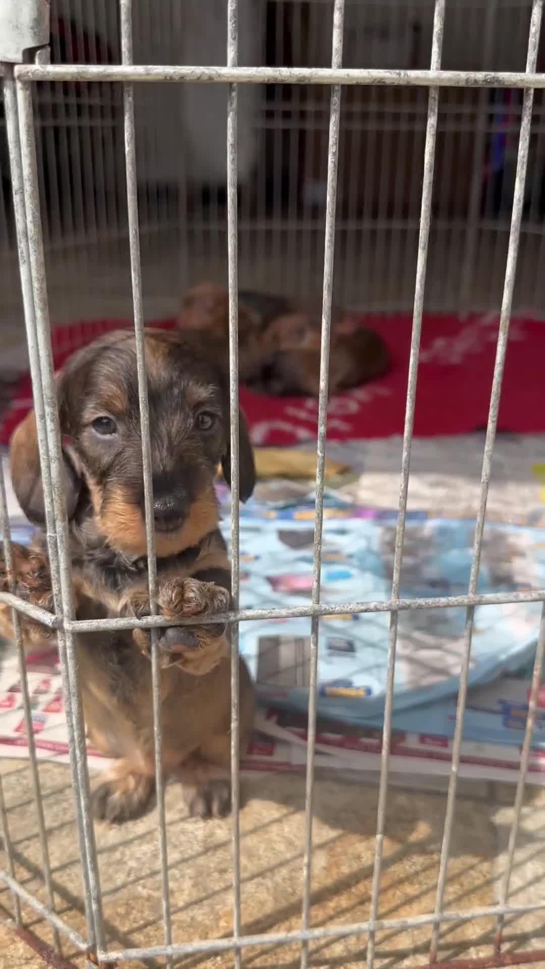 Bassotto cani in vendita: Bassotto a pelo duro  - Video 1