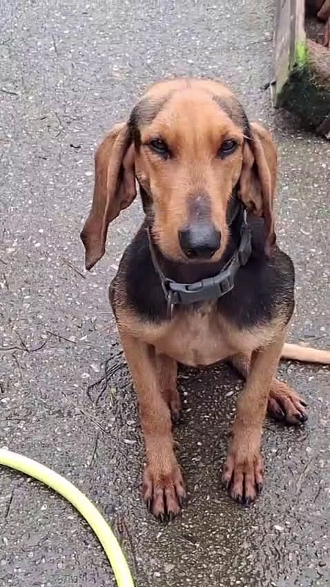 Segugio cani in regalo: BOBO 💙-adozione urgente.Segugio taglia contenuta  - Video 1