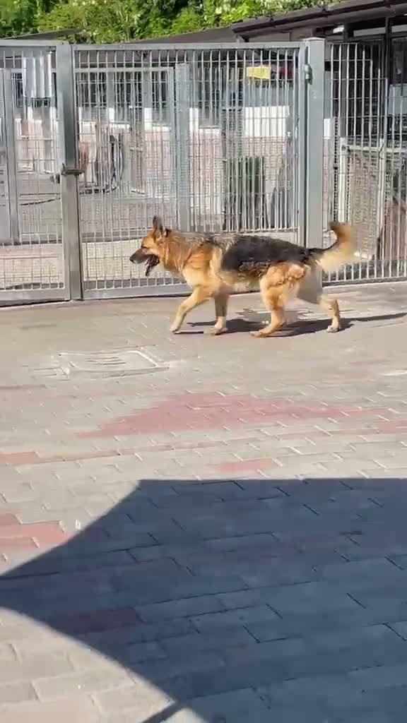 Pastore Tedesco cani in regalo: RAMOS PASTORE TEDESCO - Video 3
