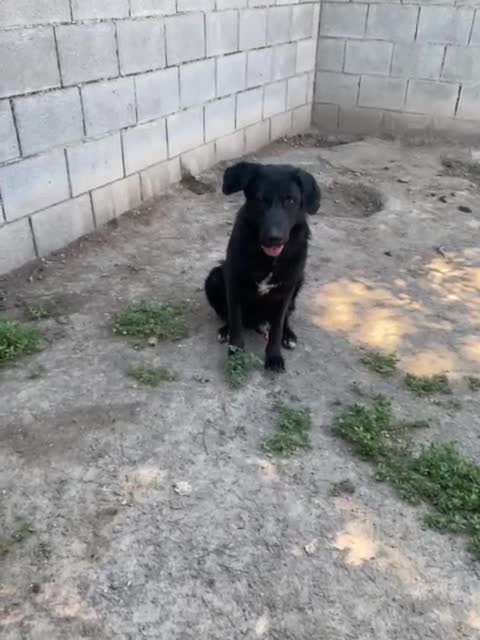 Meticcio cani in regalo: SMOG dolcissimo pacioccone - Video 1