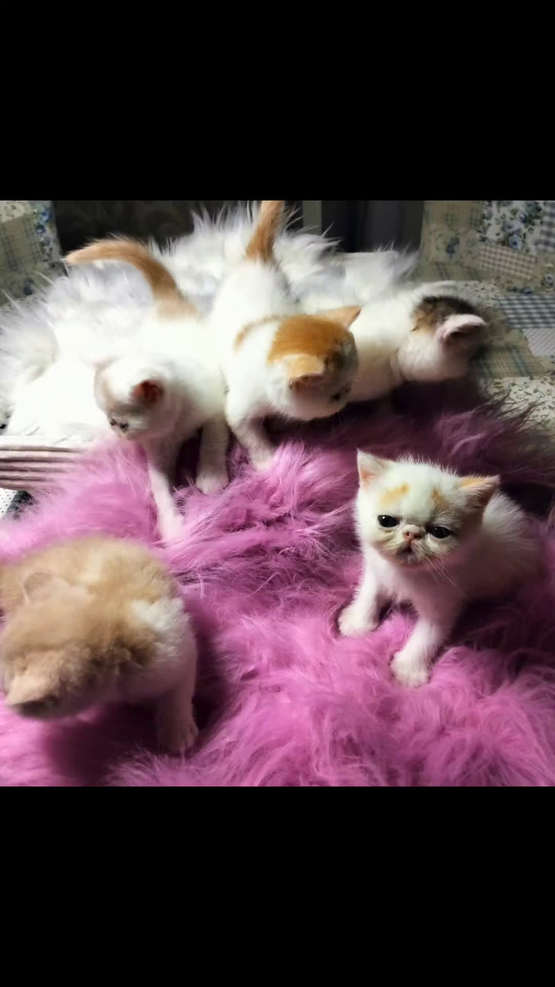 Exotic Shorthair gatti in vendita: Exotic Shorthair allevamento Exodora Sikelia  a Città metropolitana di Catania - Video 5