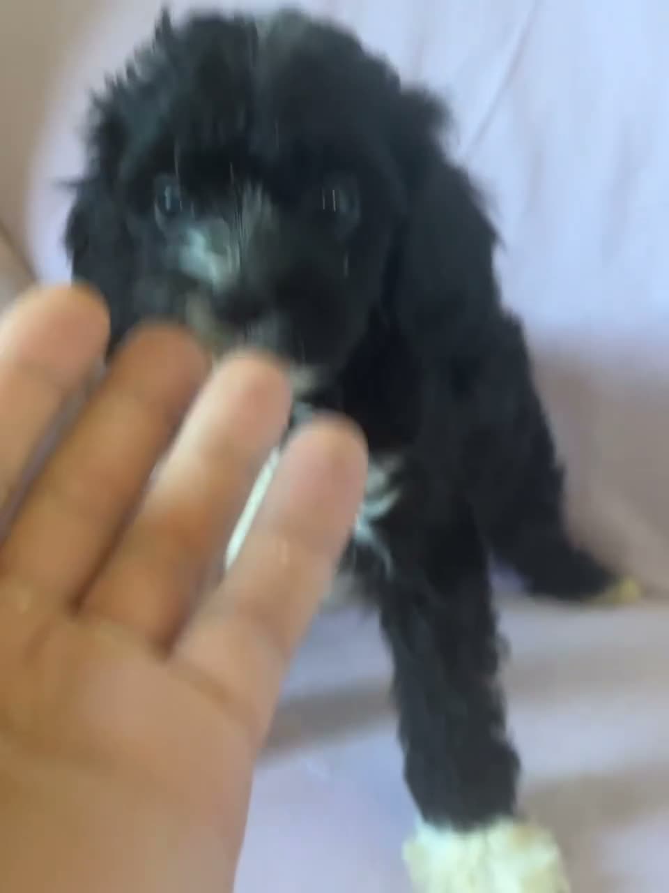 Cavapoo cani in vendita: Cucciolo di cane CavaPoo  - Video 1
