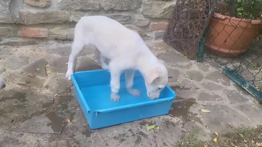 Levriero cani in vendita: Cuccioli di Levriero Borzoi disponibili a Provincia di Pesaro e Urbino - Video 2