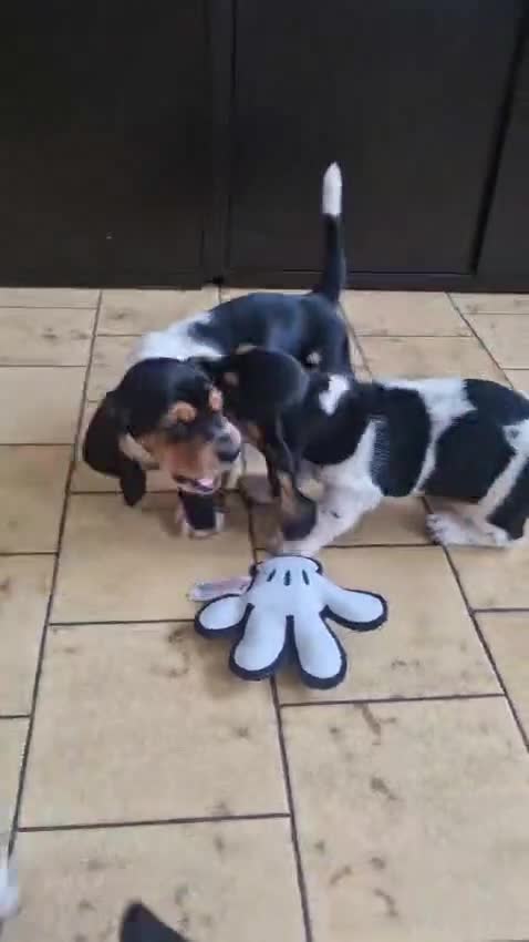 Bassethound cani in vendita: Cucciolata Bassethound  a Città metropolitana di Milano - Video 2
