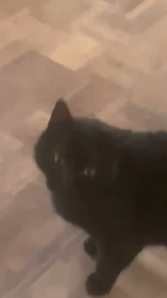 Meticcio gatti in regalo: 3 anni bellissimo micione  - Video 3