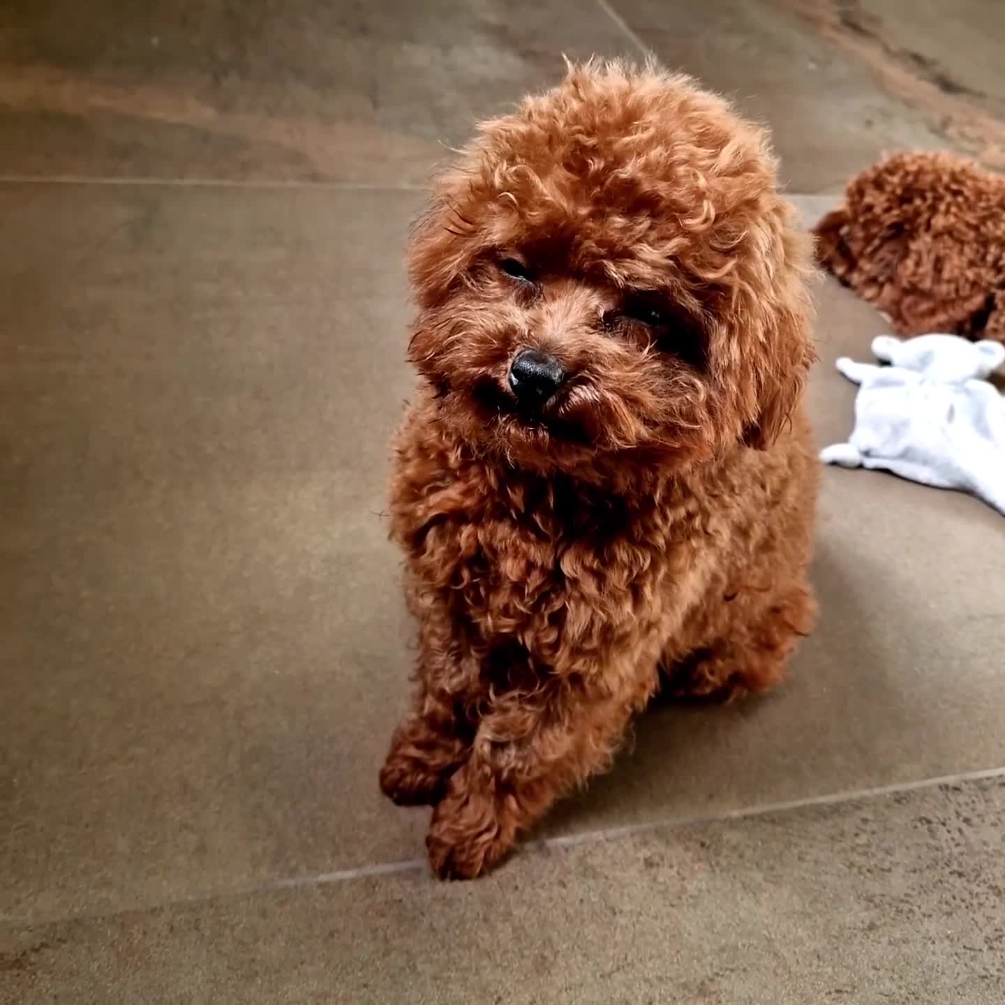 Barboncino Toy cani in vendita: Barboncino mini toy e Teacup Red brown  - Video 3