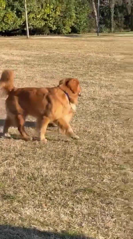 Spitz cani in vendita: Spitz toy a Provincia di Pordenone - Video 2