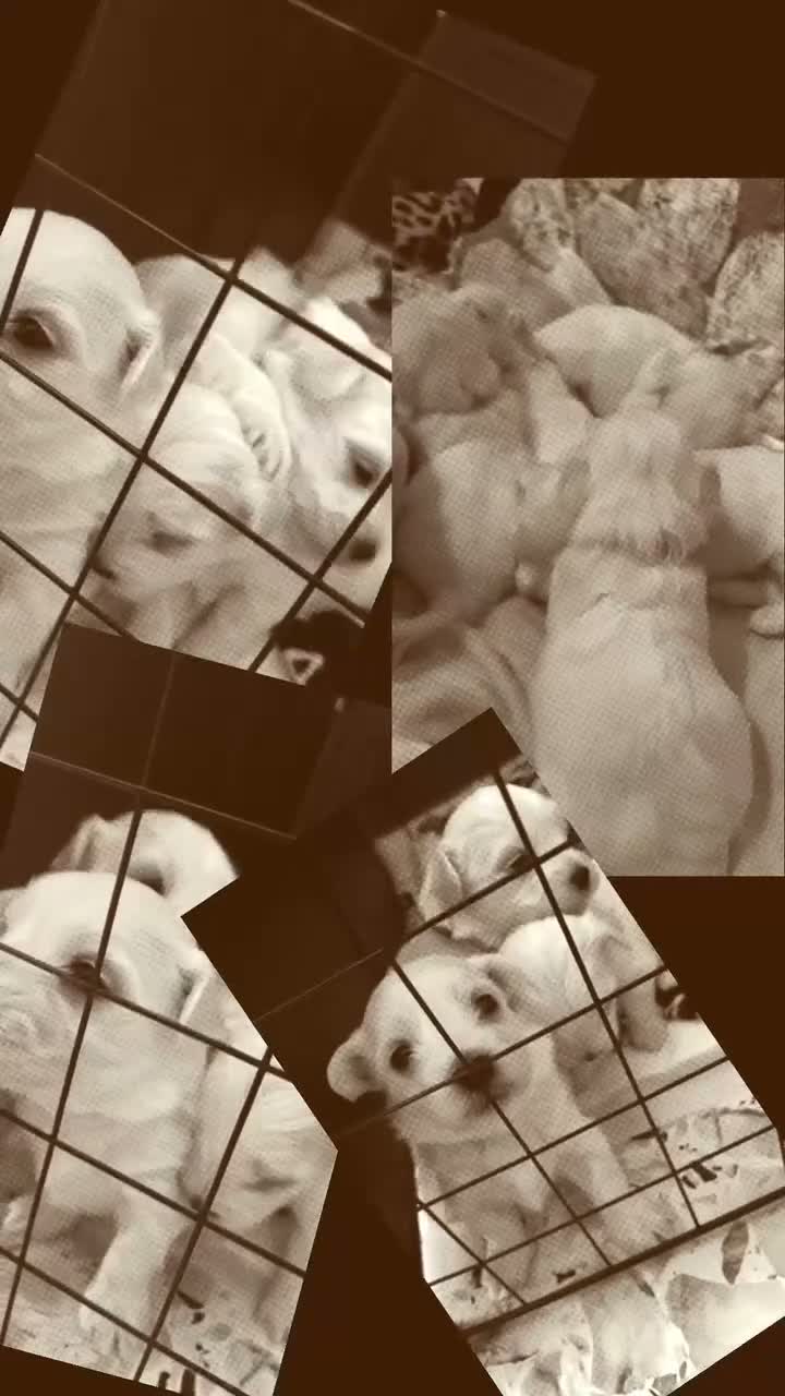 Maltese cani in vendita: Cuccioli di maltese  - Video 1