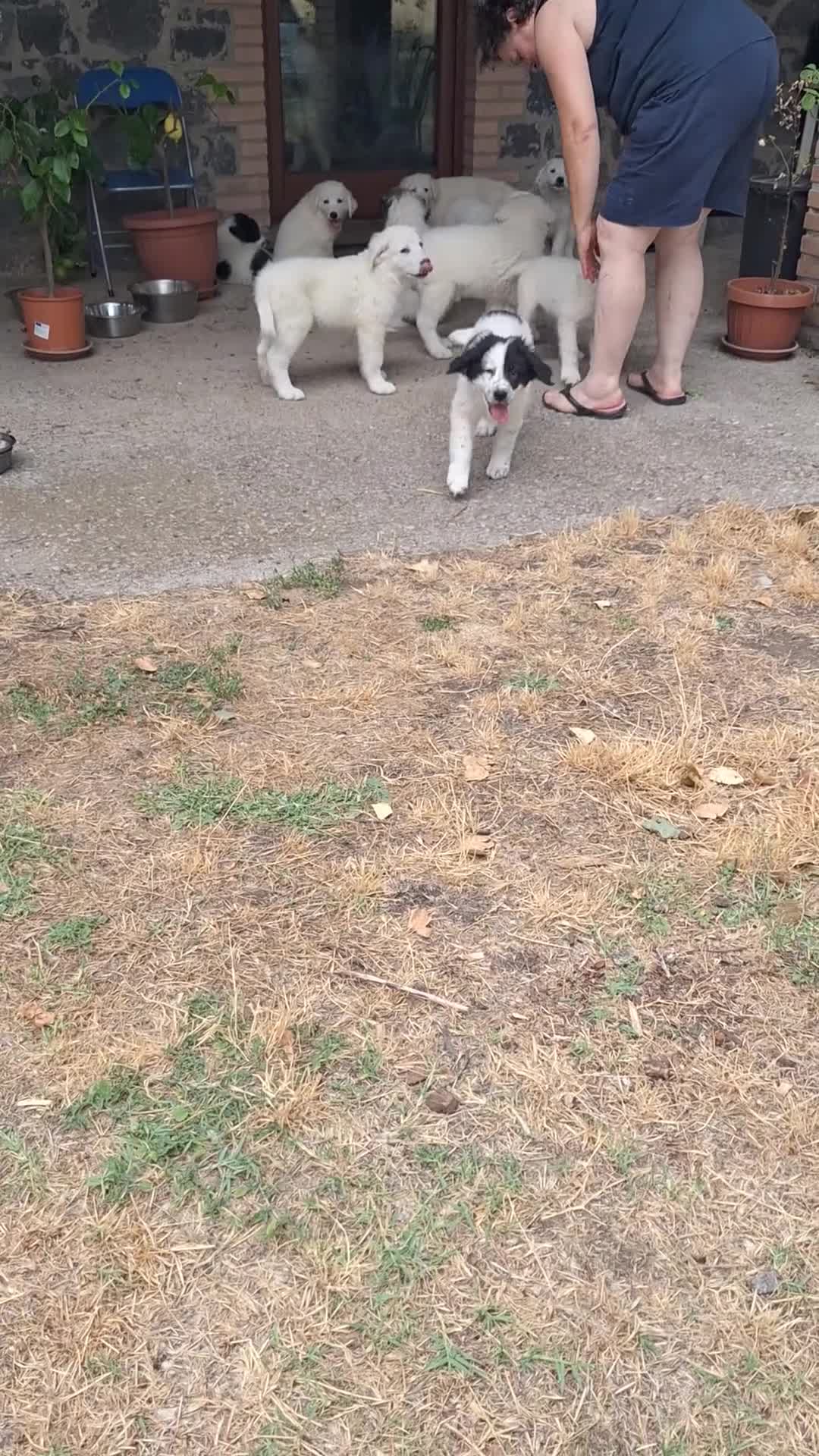 Meticcio cani in vendita: 🐶 Cucciolo maschio bianco con macchie nere - Video 1
