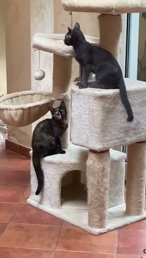 Certosino gatti in regalo: certosino mix - Video 2