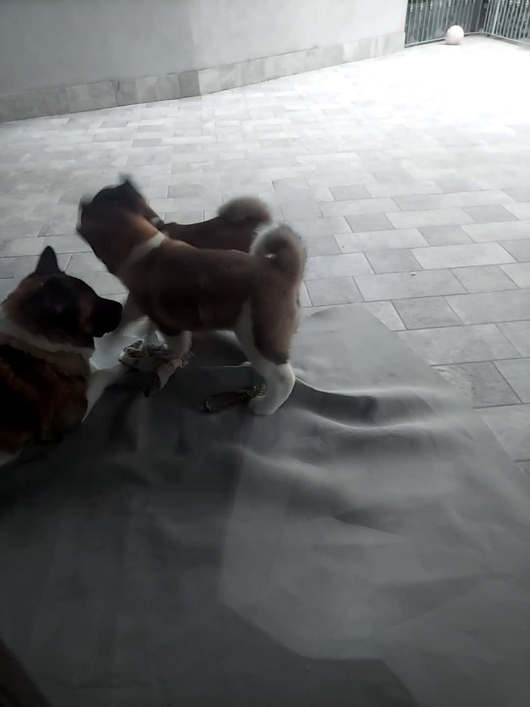 Akita Americano cani in vendita: CUCCIOLI DI AKITA AMERICANO IN VENDITA - Video 1