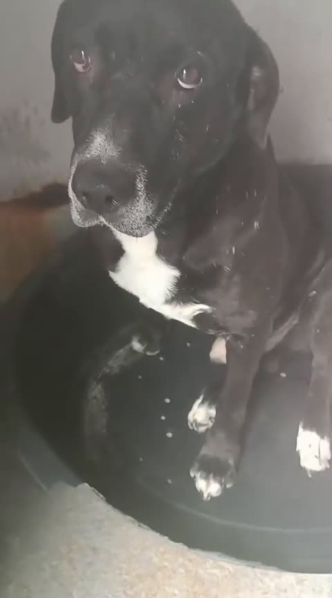 Meticcio cani in regalo: NEANCHE UNA RICHIESTA PER QUESTO NONNINO!?!? - Video 1