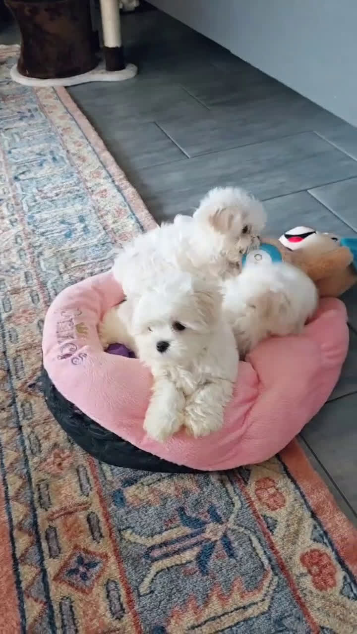 Maltese cani in vendita: Cuccioli di razza Maltese  a Provincia di Padova - Video 2