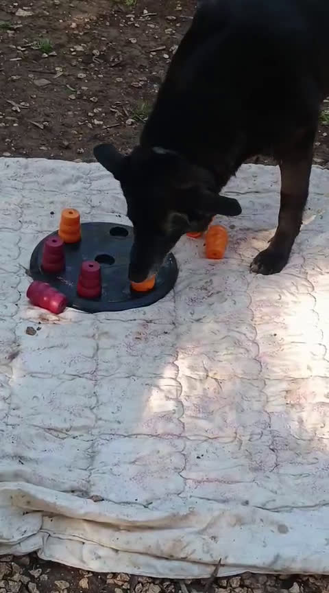 Meticcio cani in regalo: Arya e Sansa carattere meraviglioso - Video 1