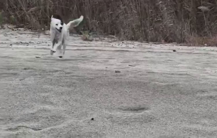 Meticcio cani in regalo: Pia: 13 anni, adozione del cuore  - Video 2