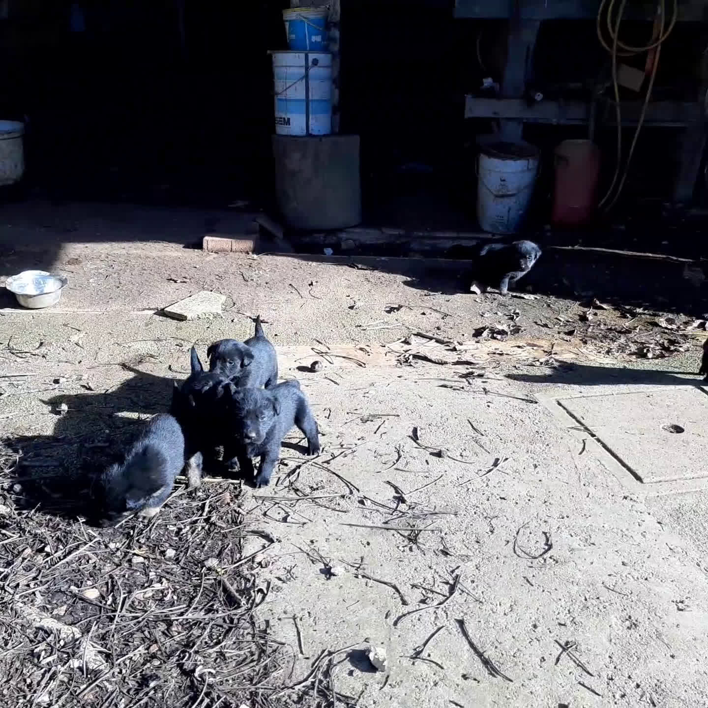 Labrador cani in vendita: Cuccioli di labrador neri - Video 1