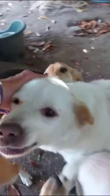 Meticcio cani in regalo: BILLY fa da nonno ai cuccioli! - Video 1