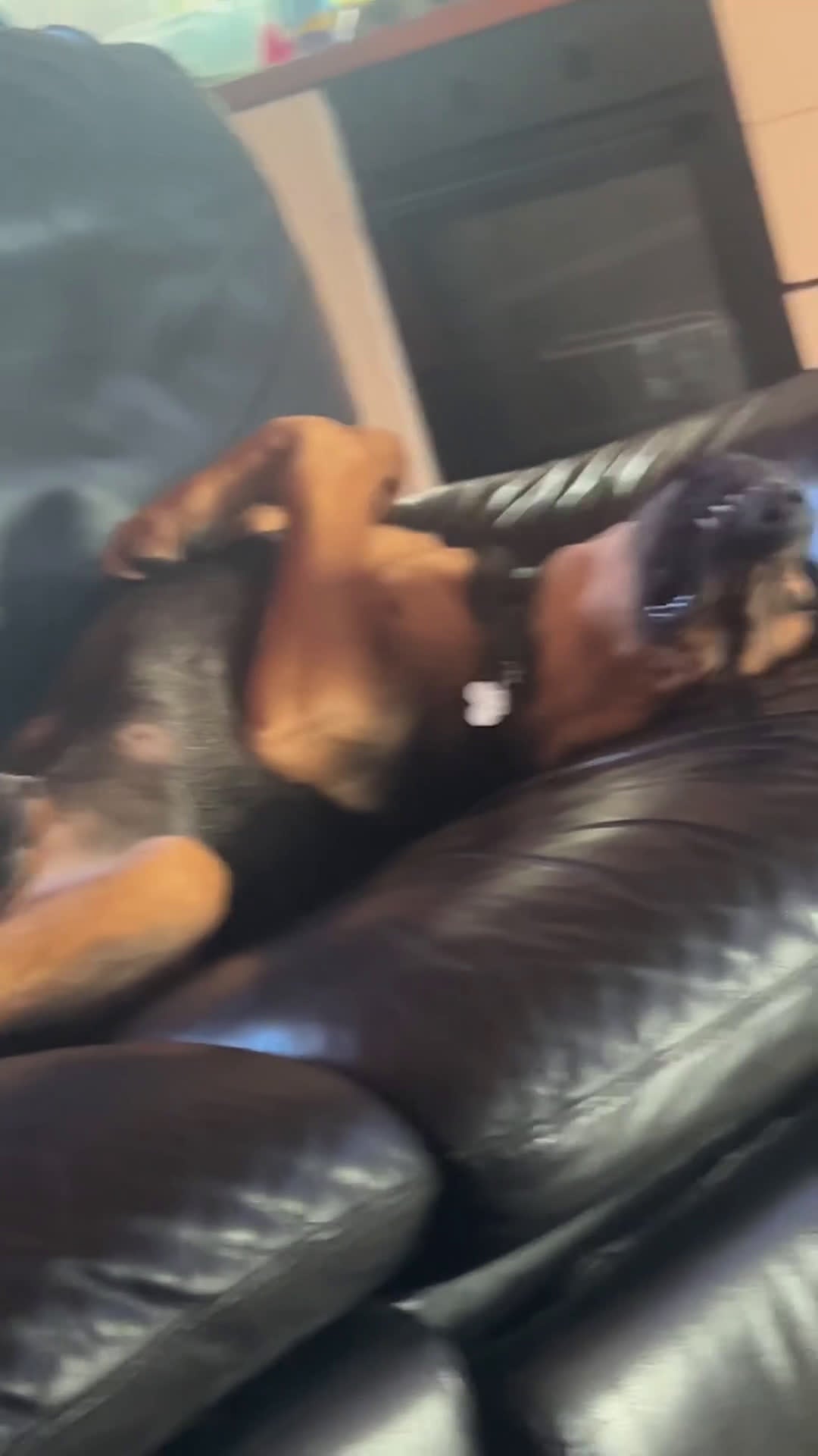 Segugio cani in regalo: Cerco qualcuno che possa adottare il mio cane  - Video 1