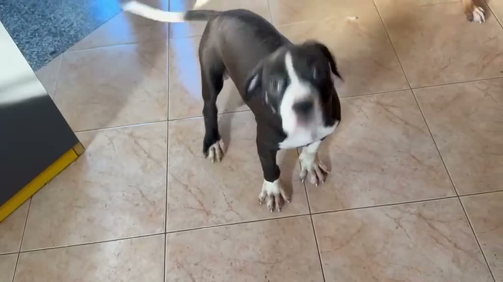 American Staffordshire cani in vendita: VENDO CUCCIOLI AMSTAFF - Video 1
