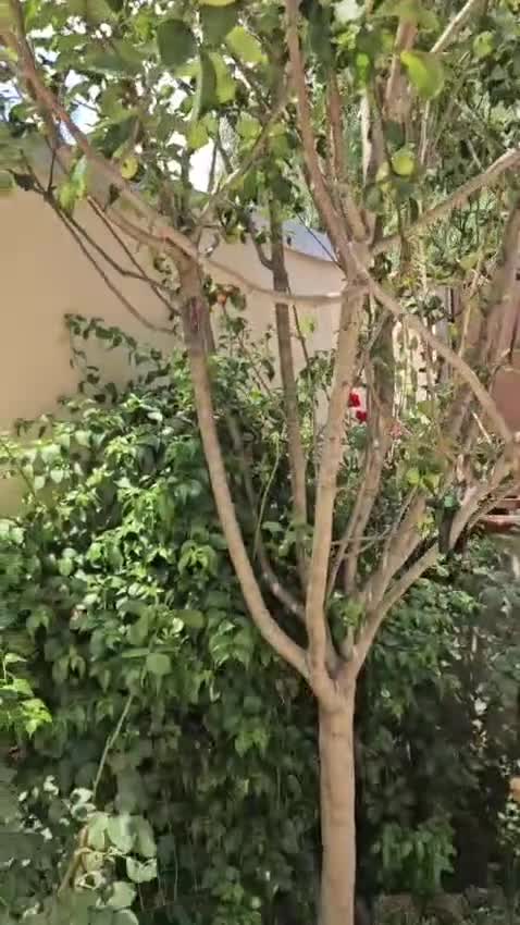 Meticcio cani in regalo: Alessia: taglia piccola, socievole, equilibrata - Video 1